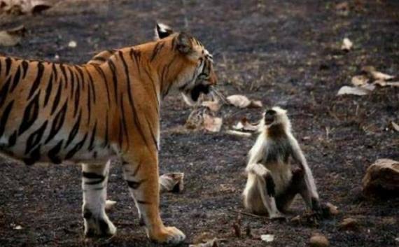 Monkey and tiger